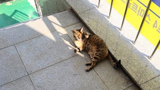 고양이 배 만지기 스킬 시전 고양이 배 만지기 스킬 시전
