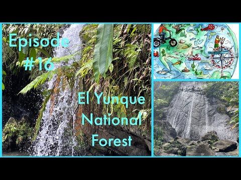 Episode #16  El Yunque National Forest in Puerto Rico
