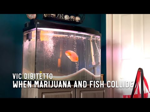 When marijuana and fish collide