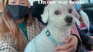 What is the Best Veterinary clinic in Prague? Our Dog has a minor Liver problem.