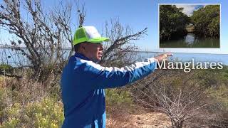 Vegetación de Isla masocarit