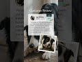 the Dog Lovers Festival