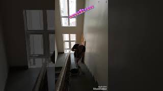 Staircase Mopping Gone Wrongking Obed Comedy