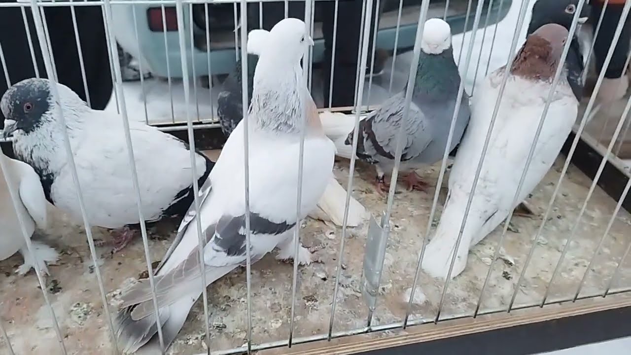 EŁK DUŻY RYNEK FAJNE PTAKI Z LITWY część 1. 21.2.2026🤝👁️😉👀👍