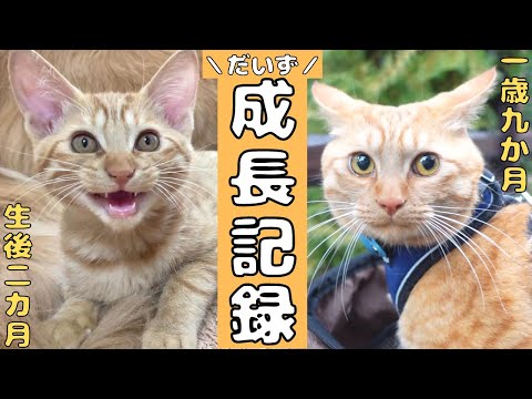 保護猫から無事犬化しただいず君の成長日記！【猫の日特別】