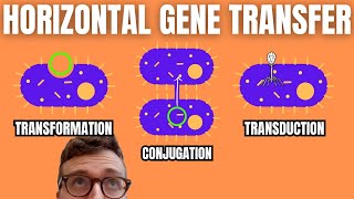 Horizontal Gene Transfer (Transformation, Conjugation, Transduction)