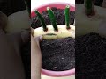 How to grow chilli in banana viralviralshorts cuttingskills nk gardening technique