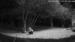 Fox gets sprayed by a skunk.