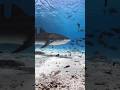 क्या आप जानते हैं कि शार्क क्यों नहीं सोती?#shorts #sharks #viralvideo
