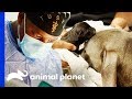 Dr Blue Helps Deliver Puppies With Emergency C-Section | The Vet Life