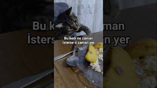 Cat Yaramazlık Peşinde