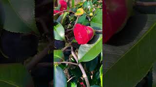 Camellia | Camellia Japonica