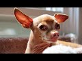 Chihuahua dog doesn't want to listen to his vet mom when she wants to inspect his ears and mouth.