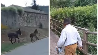 La BURRANQUINA se vuelve a escapar! + Mi ABUELO y yo vamos tras ella + SE VENDE el BURRO KINKAN