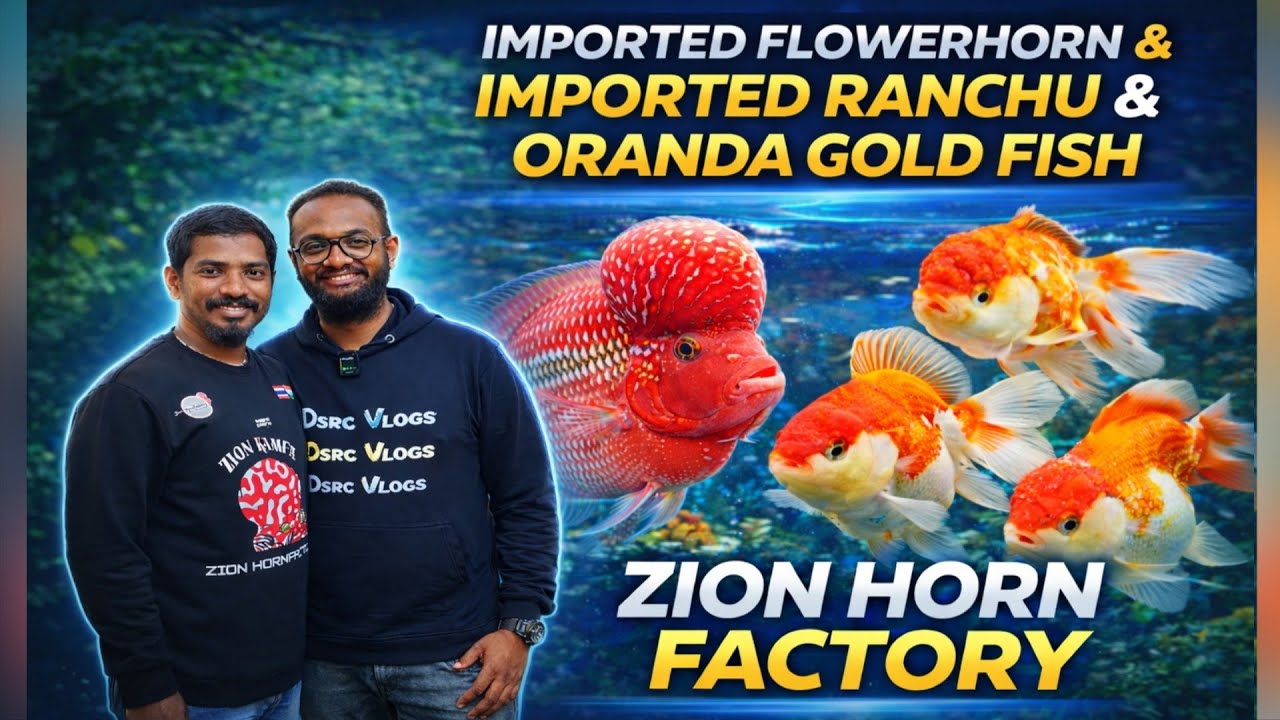 Импортные высококачественные цихлиды Flowerhorn и золотые рыбки в Бангалоре | Ограниченное количе...