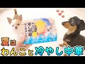 初めて冷やし中華を食べた犬の反応がコチラ