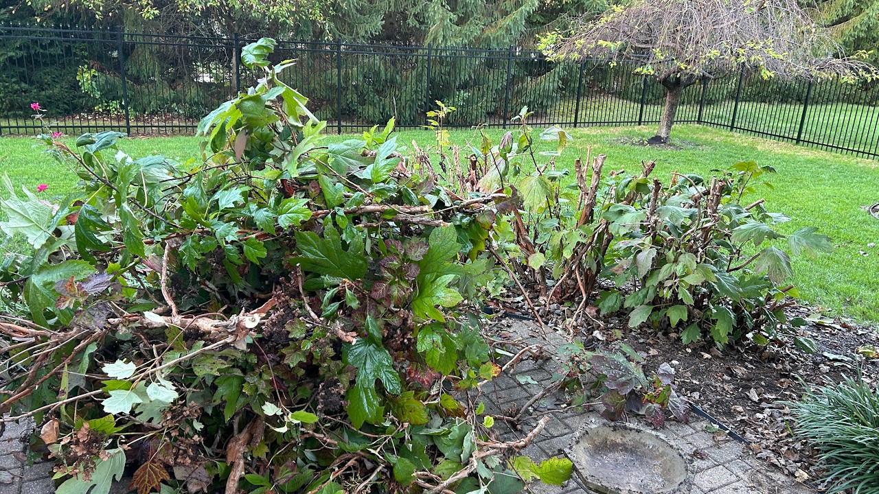 Rob Wiethoff Ugly Bush Whackin’