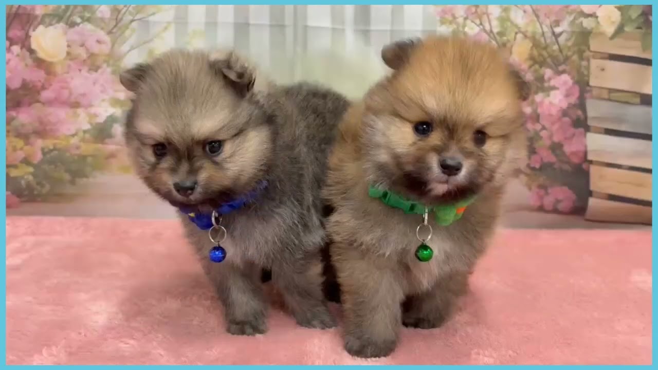 Coo&RIKU No.00758021 ポメラニアン - YouTube