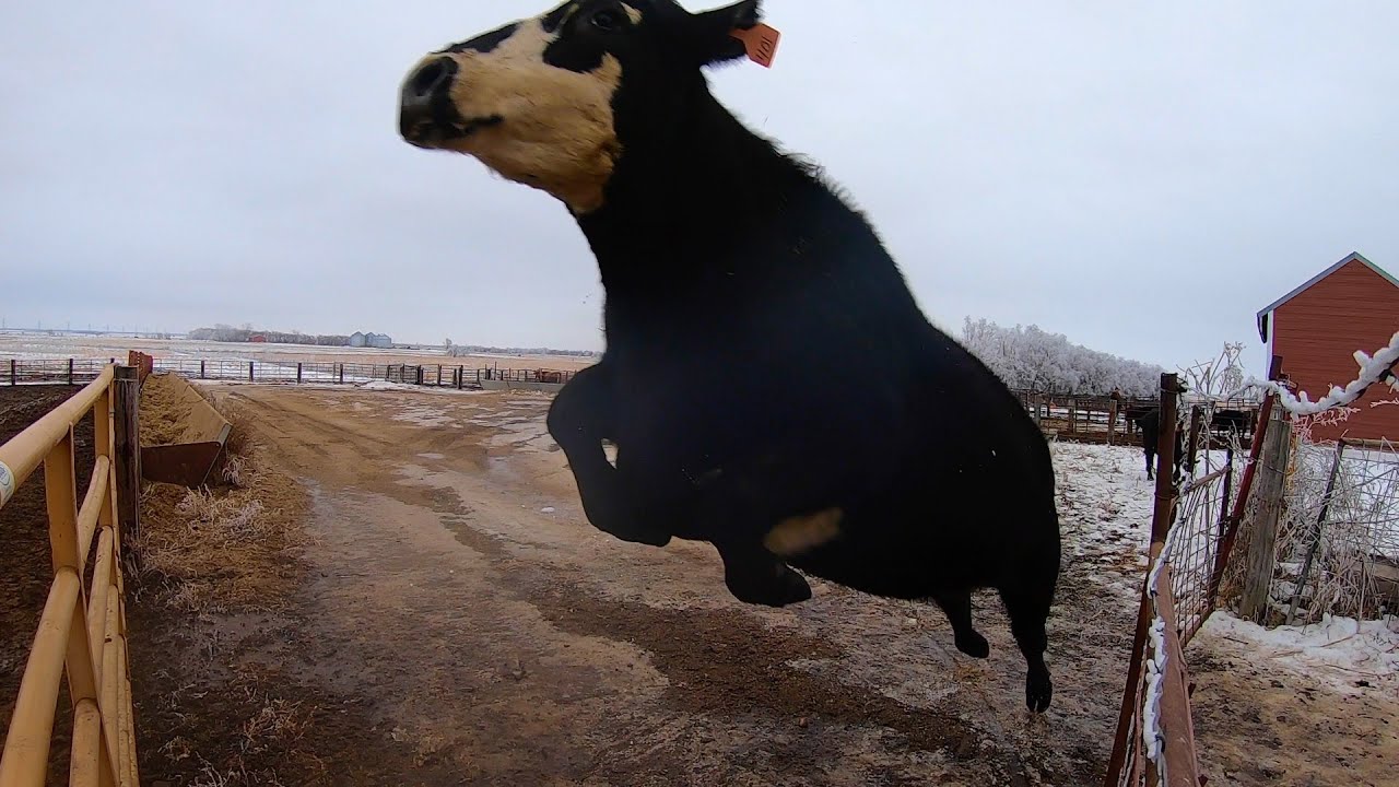  Crazy Cow  Destroys Gate YouTube