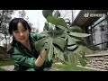 植树节快乐