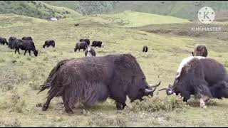 Six groups of yaks fight for one millions.