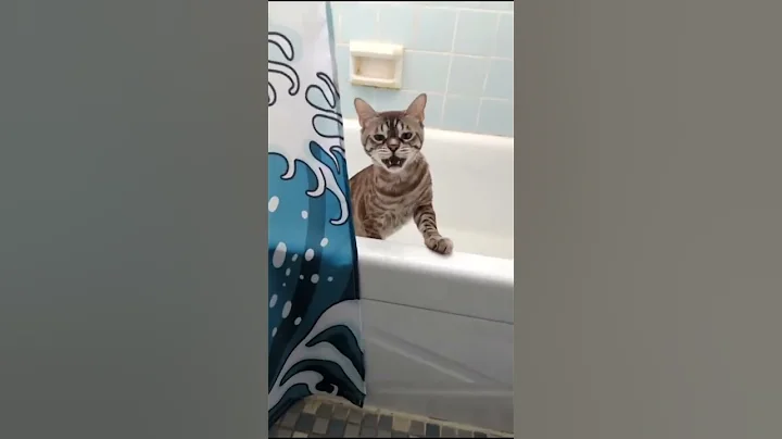 Video 9663021: bengal cat kitten kitty, bengal cat meow kitten, bengal kitten funnycats, kitten hates