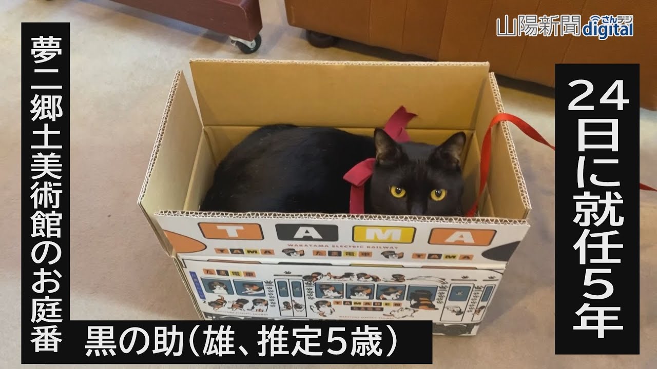 夢二美術館 お庭番黒猫は人気者 「黒の助」就任5年 グッズも好調