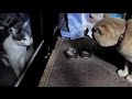 【猫のくち喧嘩!】ヤクザな会話 Cat fight