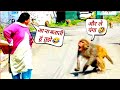 बंदरों की ऐसी हरकत देख लोटपोट हो जाएंगे 🤣 । Monkey Funny Moments । Box Info । #boxinfo