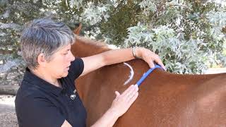 How to do a Gullet Template for Saddle Fitting