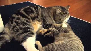 ケンカ遊びなねこ。Battle play of Maru and Hana.