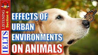 Cambridge IELTS Listening Practice | Section 4 | Effects Of Urban Environments On Animals