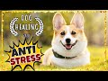 CORGI Chakra Healing Music ~ Music For Dogs ~ Anti Thunderstorm Music for Dogs