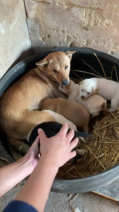 Dahuang Are you in a good mood today who doesn’t love such a little puppy? Chinese pastoral dog,