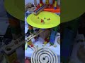 marble Run 木製ウェーブスロープ 小さな大工さん HABAラージサークル クアドリラ鉄琴 Wooden ramp 2026-7/5#marble race #marble run