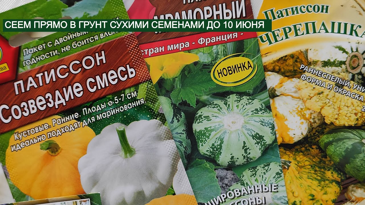 Он похож на НЛО. Обзор семян патиссонов.