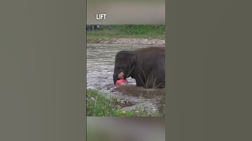 Thumbnail of This baby elephant saved this man in a river 👏❤️ (via ElephantNews/YT)