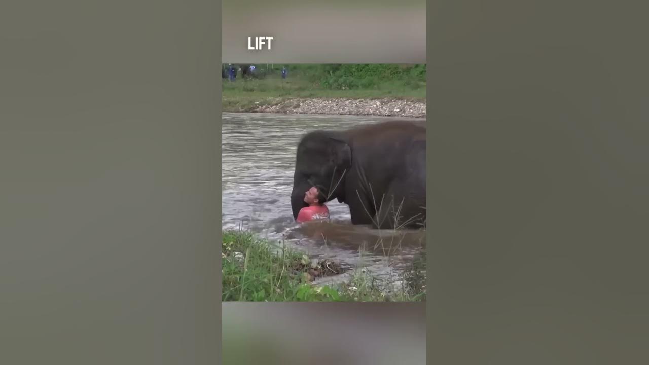 This baby elephant saved this man in a river 👏❤️ (via ElephantNews/YT)