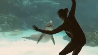 Girl Cartwheeling Catches Dolphins Attention