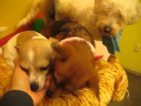 the pet care center ram bo pumpkin coffee sparky youtube the pet care center ram bo pumpkin coffee sparky youtube