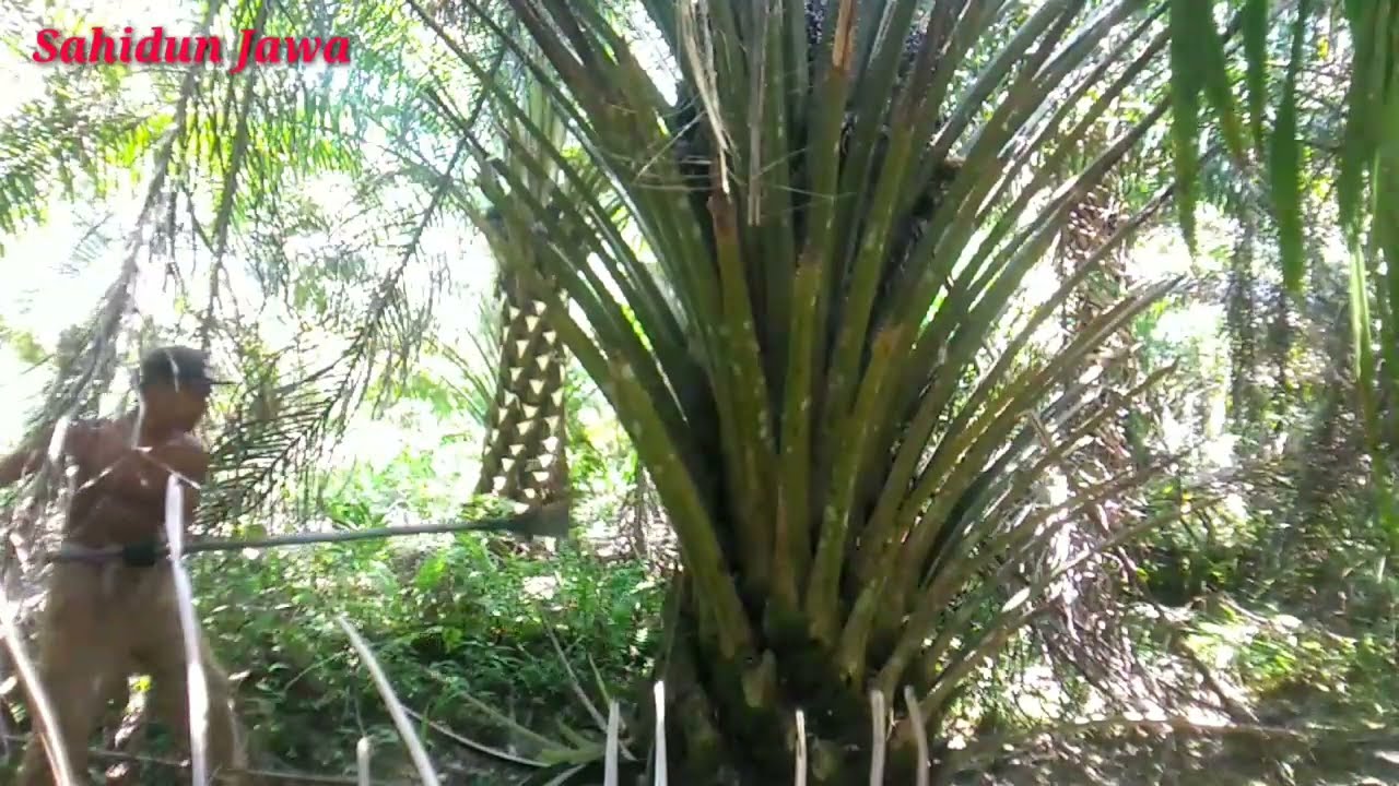 Proning sawit gondrong pakai dodos tajam||belum pernah di ambil buahnya Ladang Pekaka Bintulu