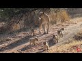 Kambula lioness with her six cubs