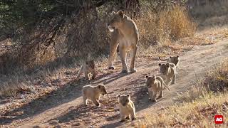 Kambula Lioness With Her Six Cubs