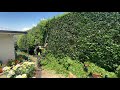 Ego multi tool hedge trimmer, SATISFYING on 4.5metre tall hedges, unedited