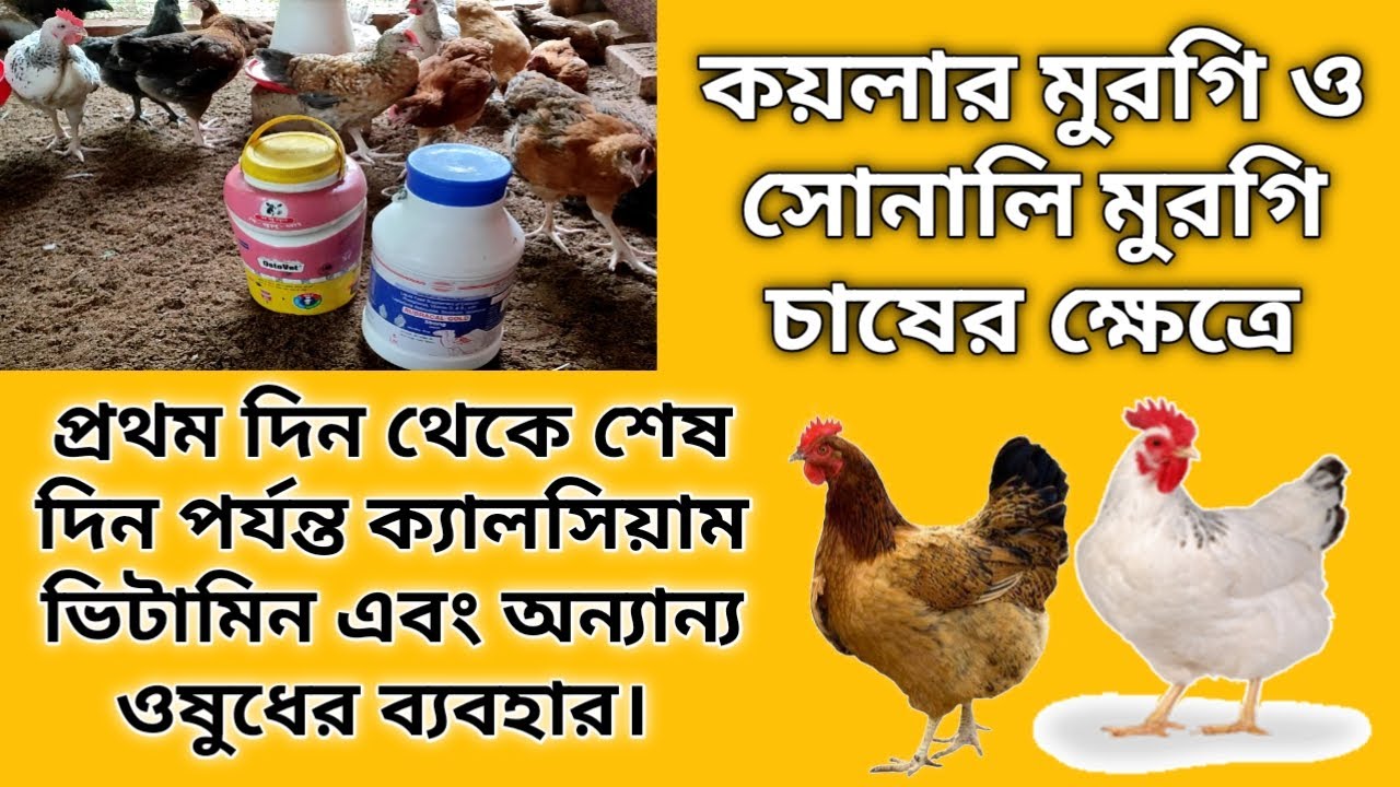 কয়লার এবং সোনালী চাষের ক্ষেত্রে প্রথম থেকে শেষ পর্যন্ত ওষুধের ব্যবহার | kuroiler and sonali farming
