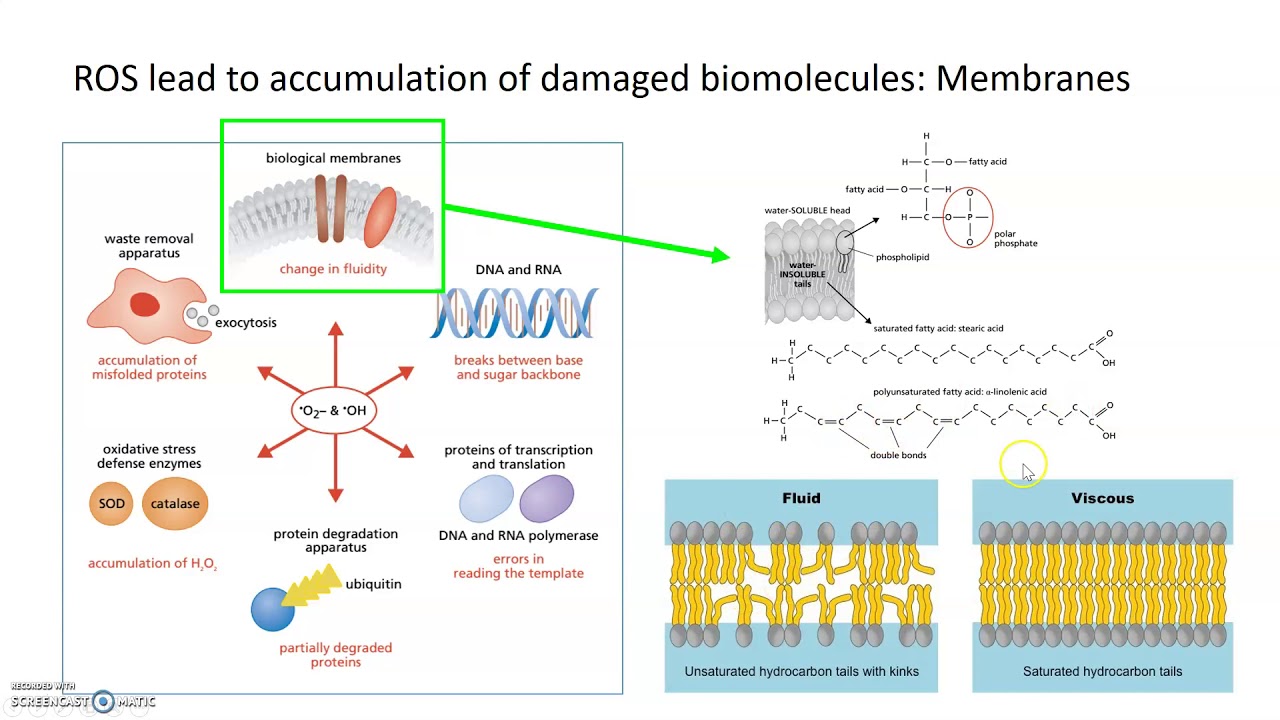 Cellular Aging: Effects of ROS on Cells