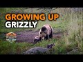 Grizzly Brothers Growing Up - Slough Creek, Yellowstone National Park 2020