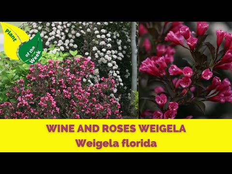 Video: Weigela Care: Hoe Weigela te kweken