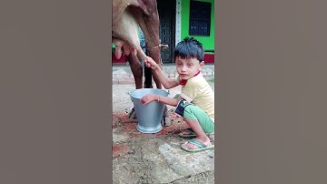 Thumbnail of choti choti gaiya dyttyy fh #love #song #funny