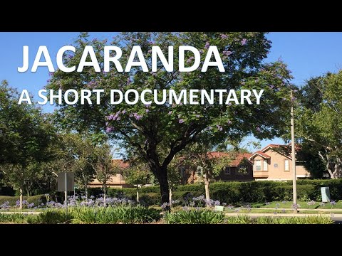 Jacaranda mimosifolia tree documentary, Arbol Jacaranda, Rancho Santa Margarita (Coto de Caza)